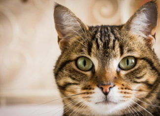 La storia del Gatto 582 0 057 La storia del Gatto